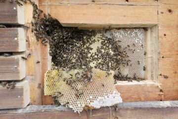 Bienen, Fall 536