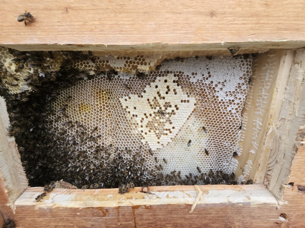 Bienen, Fall 536