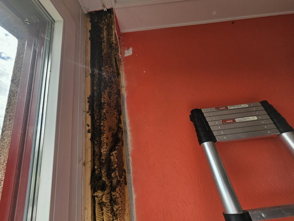 Die heimlichen Gäste im Büro: Ein trauriges Ende für ein geschwächtes Bienenvolk