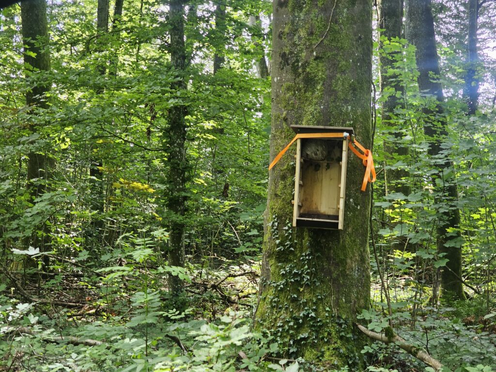 Mittlere Wespen (Dolichovespula media)