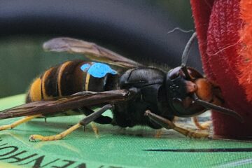 a close up of a bee