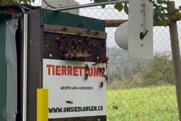 a group of bees on a box