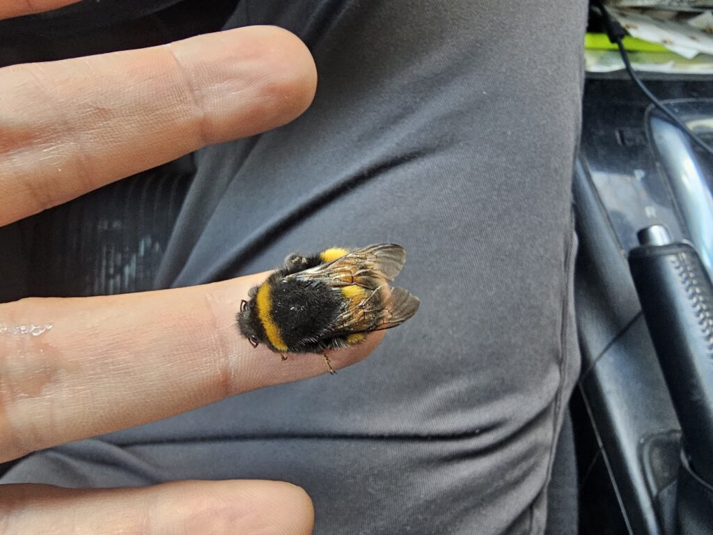 EINE hUMMEL RETTEN