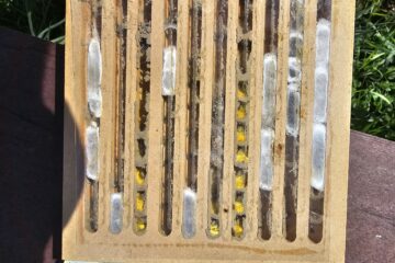 a close up of a bee hive