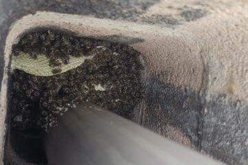 Honigbienen im Kamin