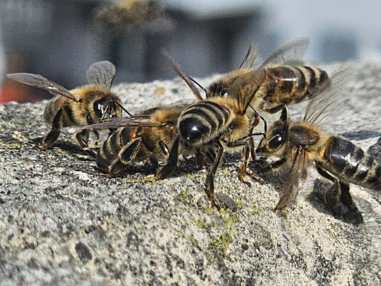 Honigbienen im Kamin
