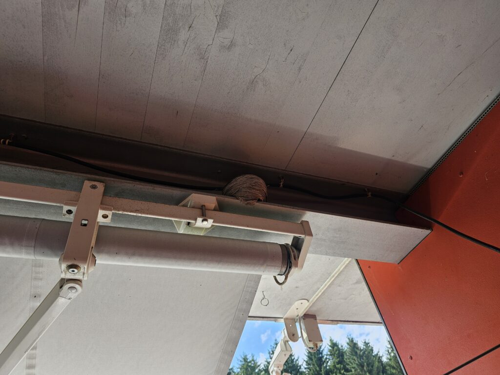 Sächsische Wespen