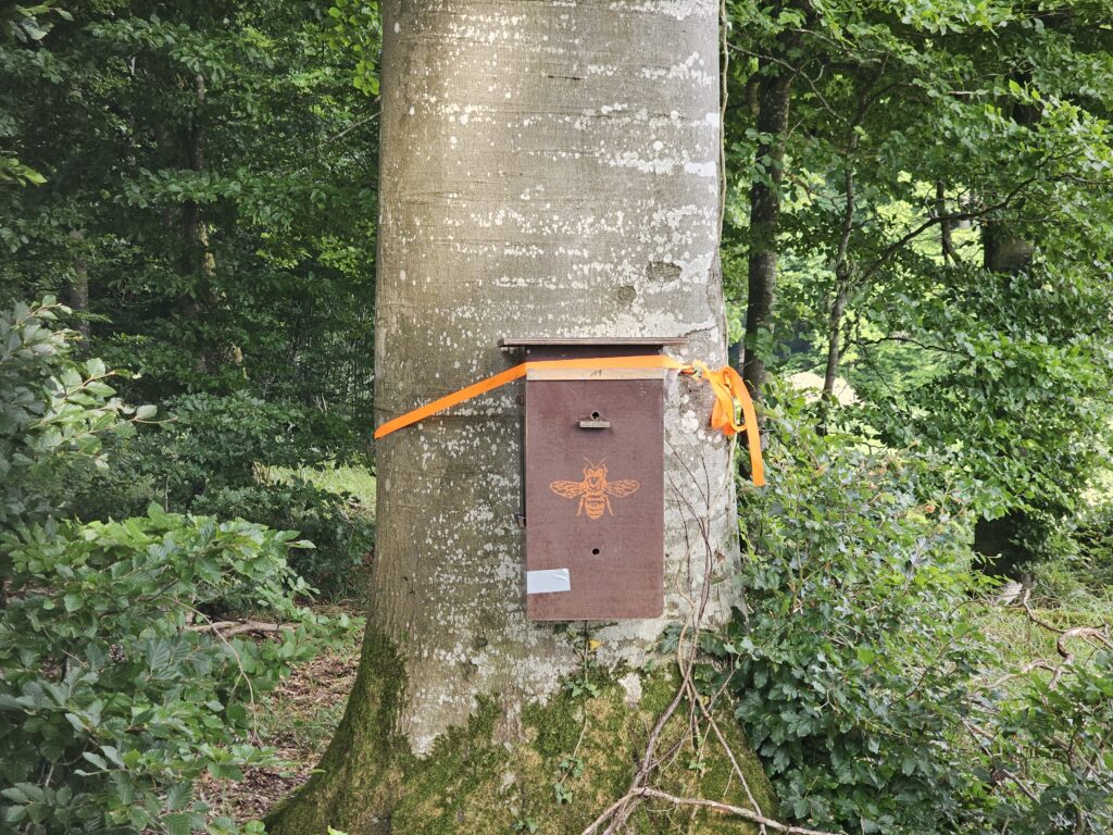 Sächsische Wespen