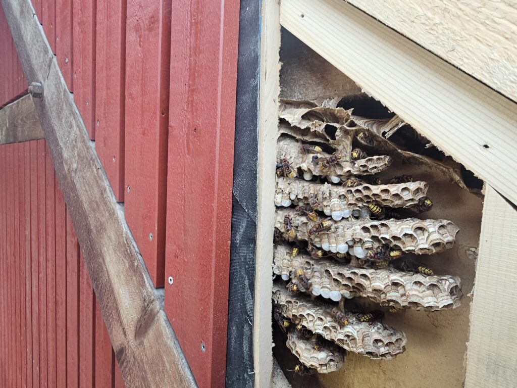 a bee hive with bees on it