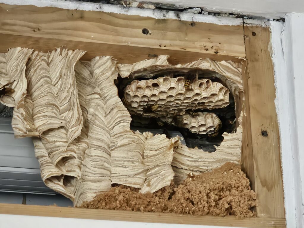 a nest made of paper and wood Wespennest