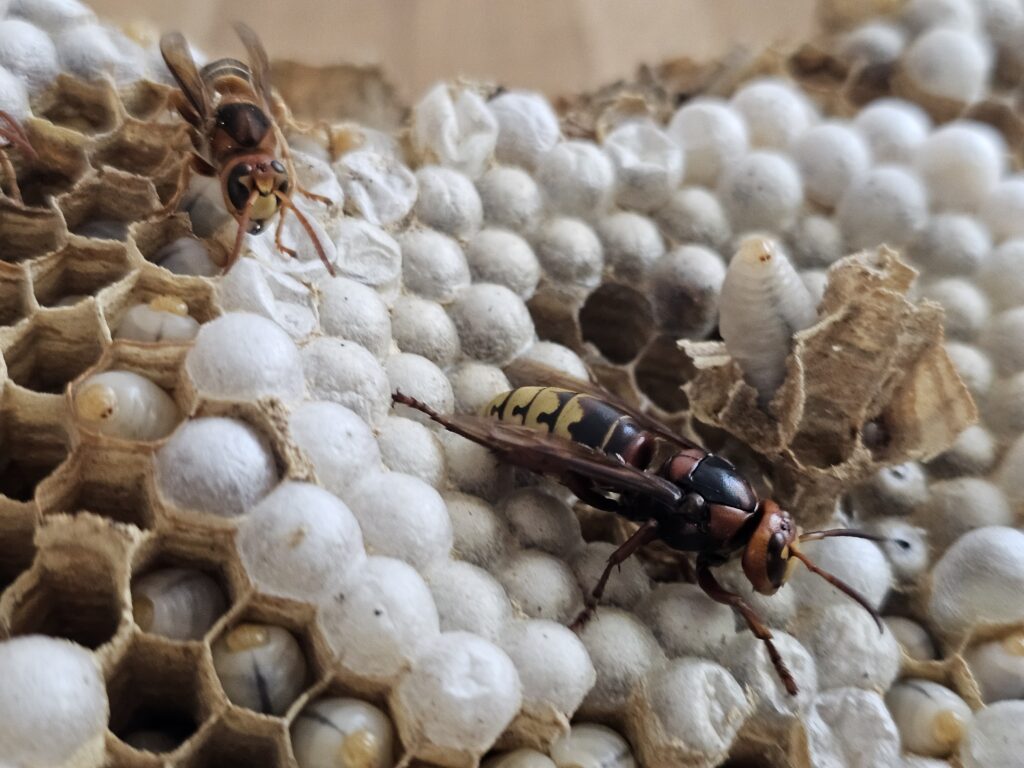 a wasp on a nest Wespennest