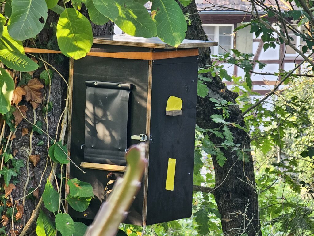 a box in a tree Wespennest