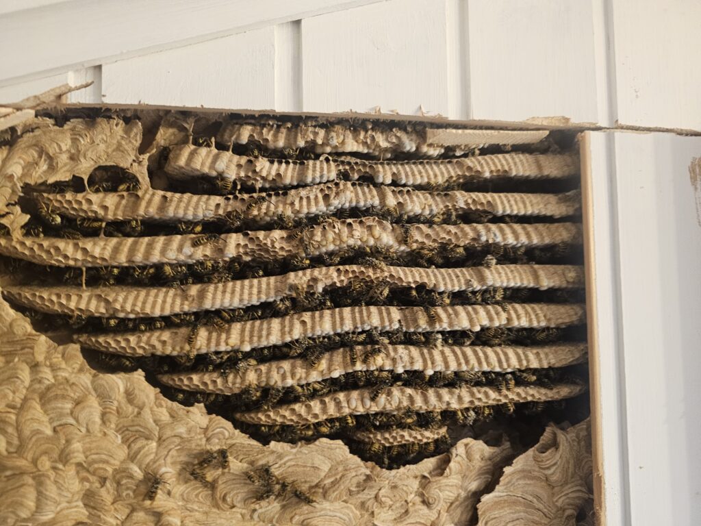 a group of bees in a box