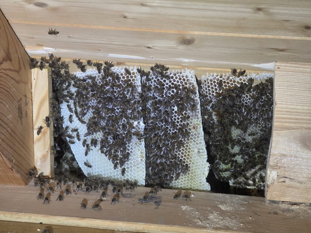 Fachgerechte Öffnung eines Dachstocks zur Bergung eines Bienennestes