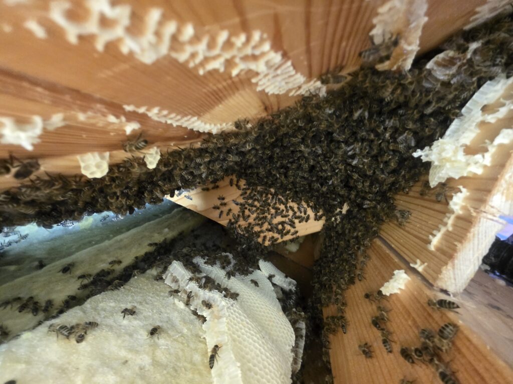 Freigelegte Naturwaben eines Honigbienenvolkes in einer Holzkonstruktion.