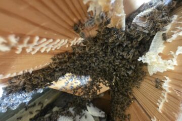 Grosses Bienenvolk mit Naturwabenbau zwischen Dachbalken