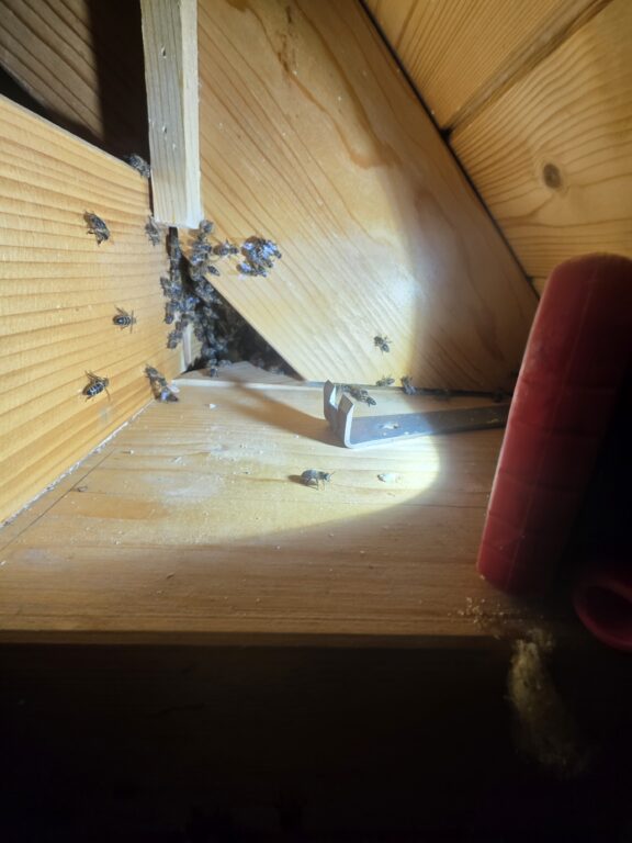 Honigbienen auf freigelegten Waben während einer Umsiedlung