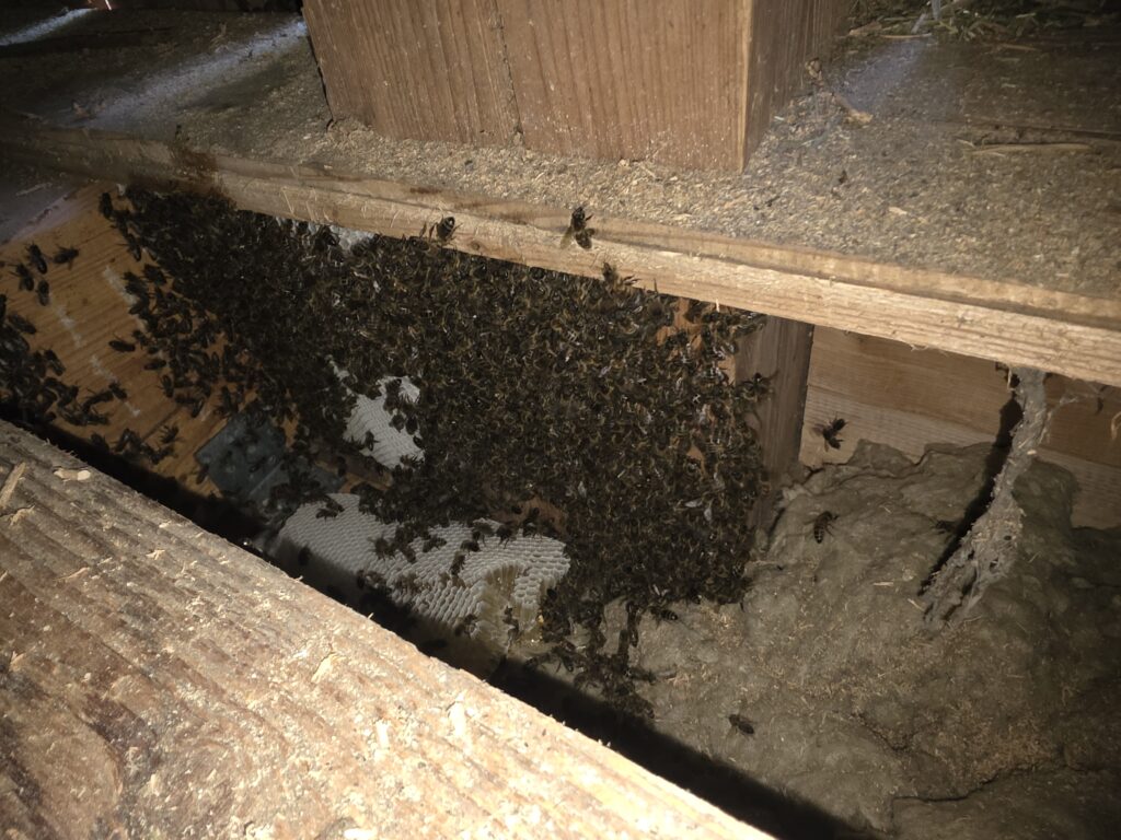 Honigbienen