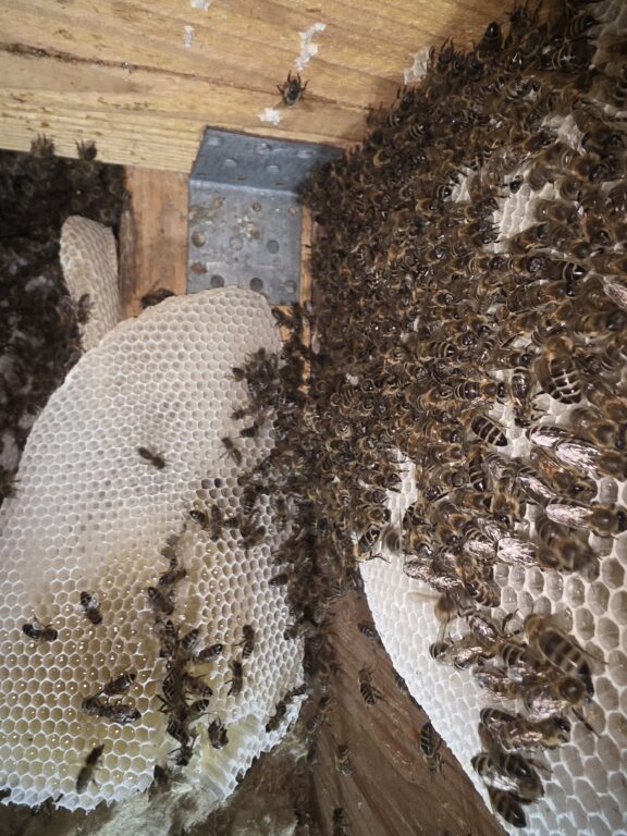 Bienenumsiedlung