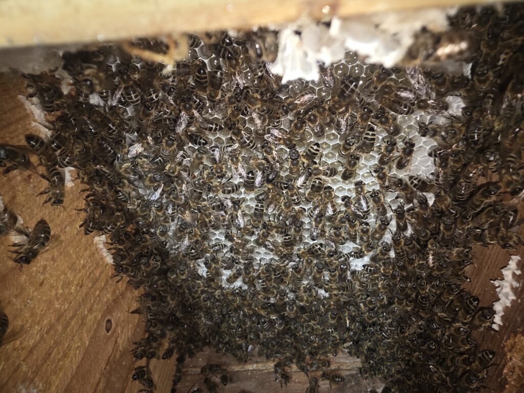 Bienenumsiedlung bei Affenhitze – 5 Kilogramm Bienen erfolgreich gerettet