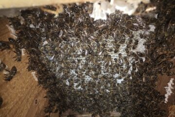 Bienenumsiedlung
