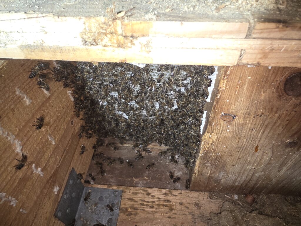 Bienenumsiedlung