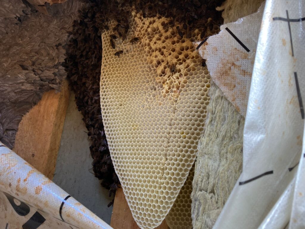 Bienenvolk im Dach entdeckt – Anspruchsvoller Dacheinsatz mit traurigem Ausgang