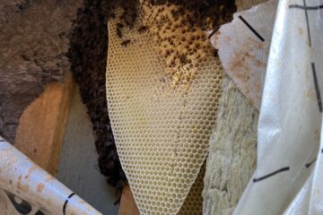 Bienenvolk im Dach