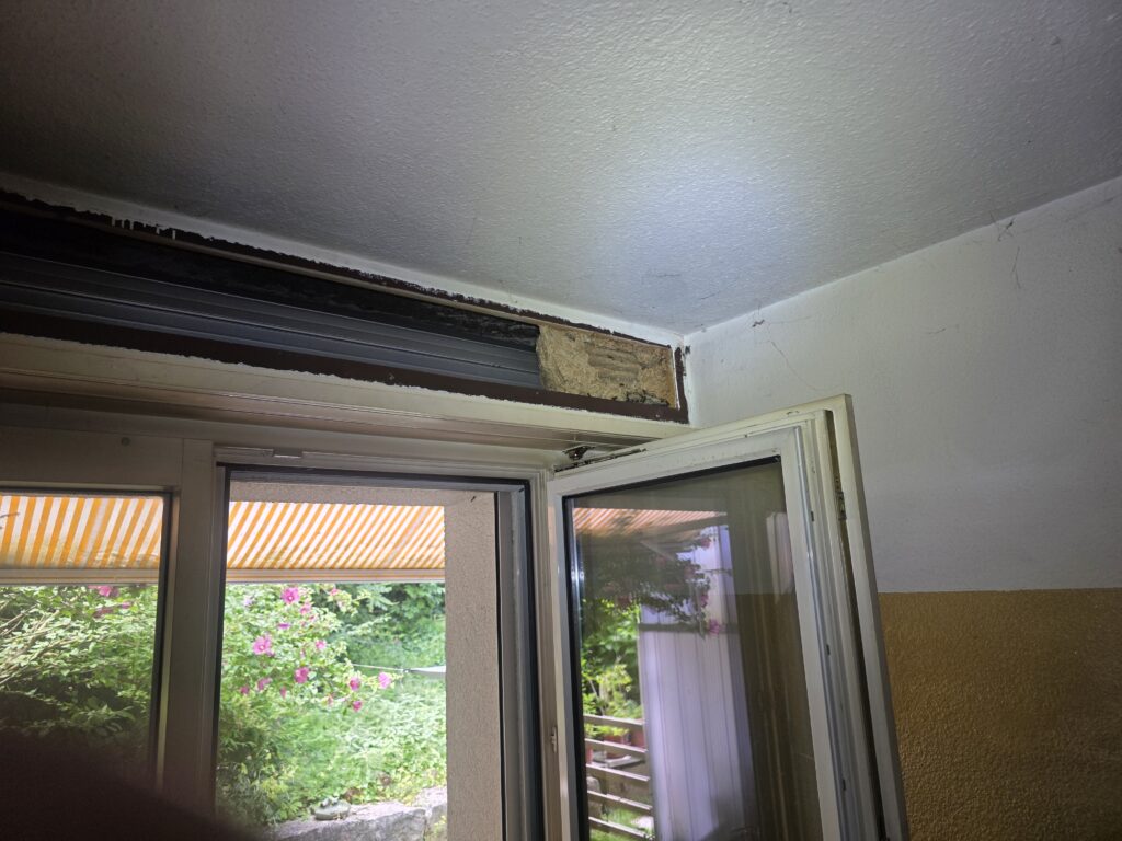 Gemeine Wespen Nest