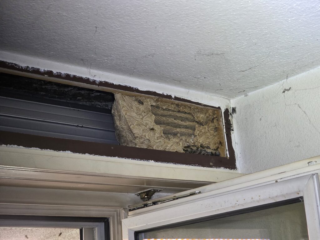Gemeine Wespen Nest