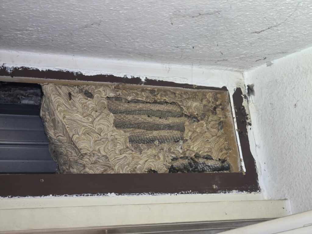 Gemeine Wespen bauen auf alten Nestern weiter? Ein faszinierendes Verhalten der Gemeinen Wespe (Vespula vulgaris)