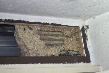 Gemeine Wespen Nest