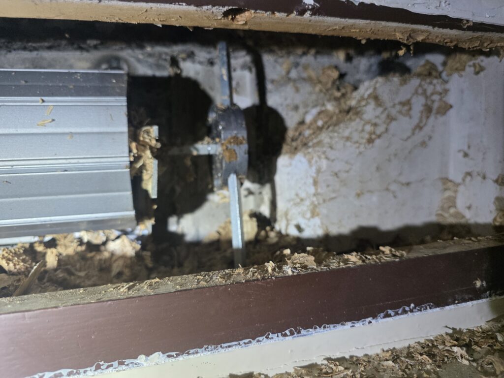 Gemeine Wespen Nest