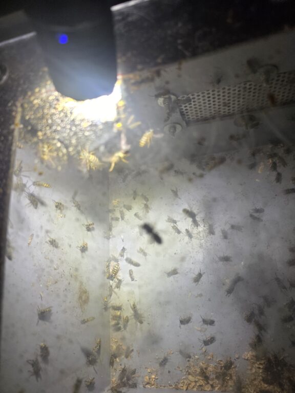 Gemeine Wespen Nest