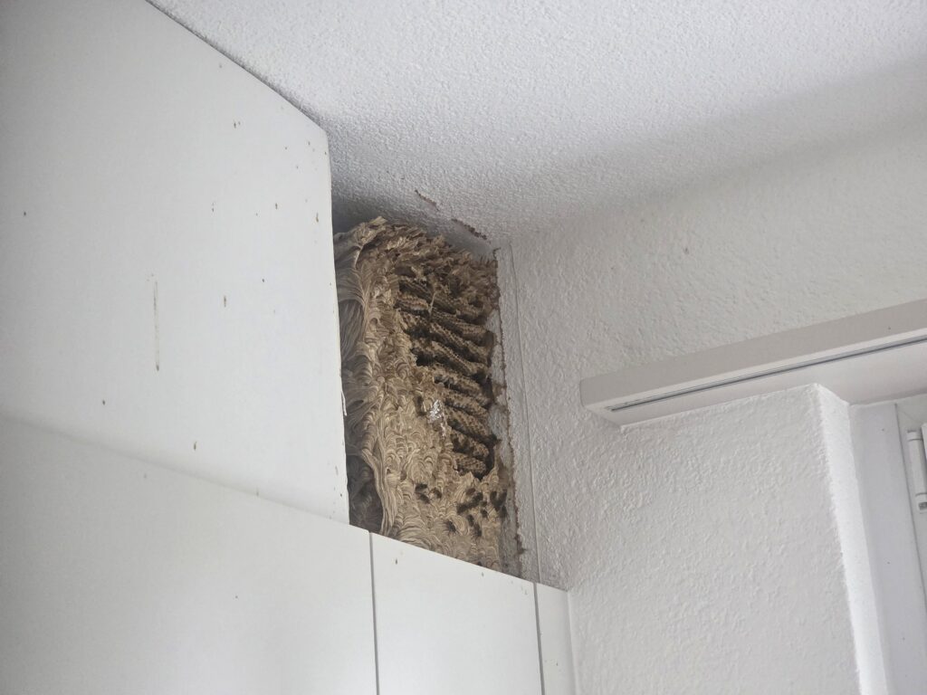Geöffnetes Nest der Gemeinen Wespe mit mehreren Wabenetagen