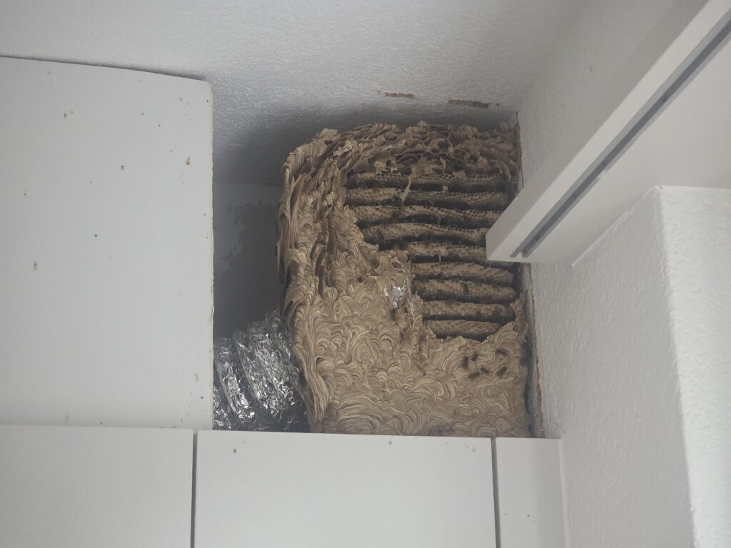 Professionelle Umsiedlung eines großen Nestes der Gemeinen Wespe