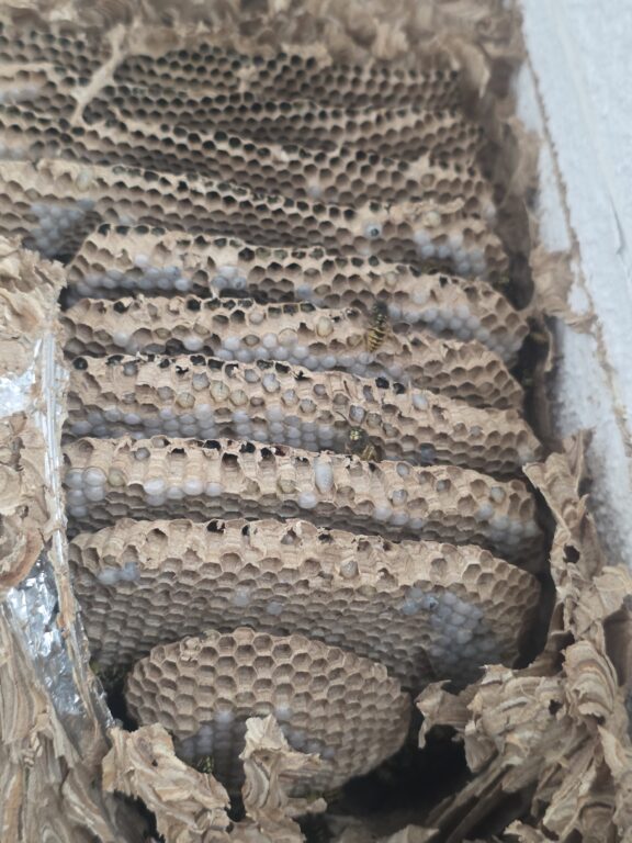 Waben und Brut eines Nestes der Gemeinen Wespe