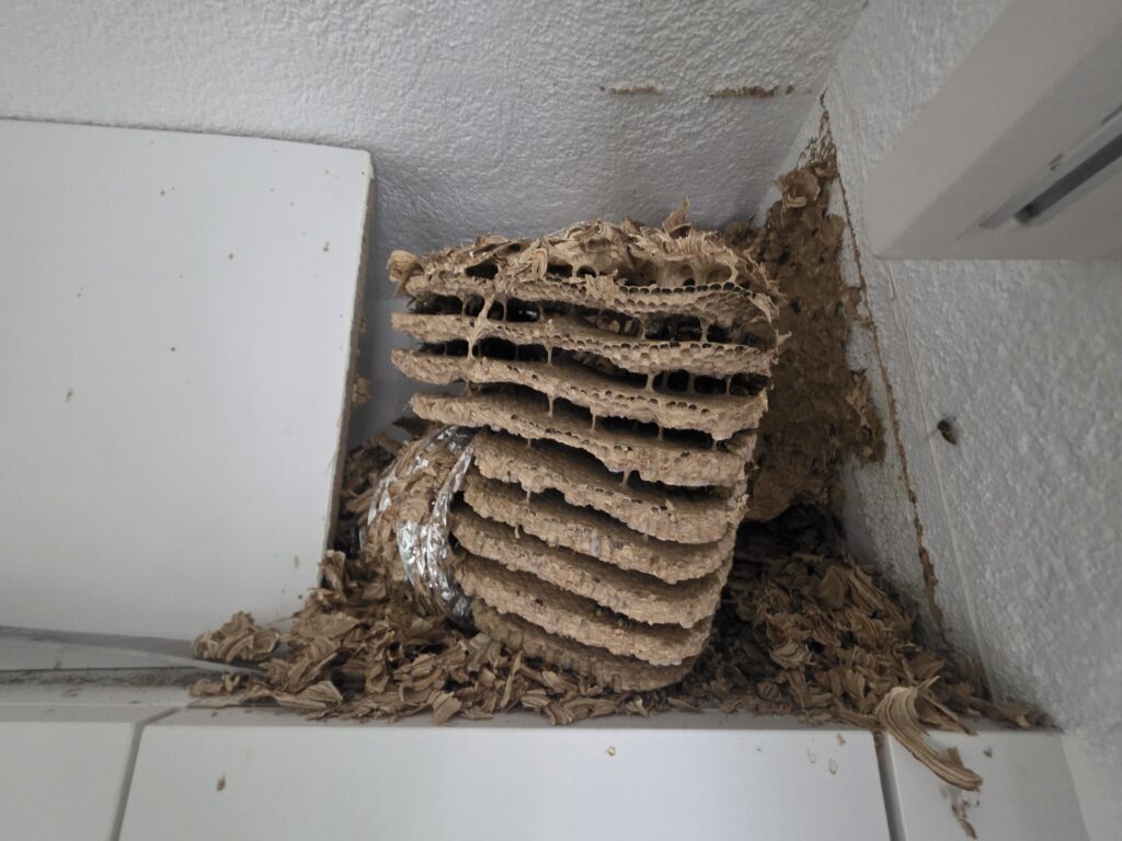 Brutwabe der Gemeinen Wespe mit offenen und verdeckelten Brutzellen