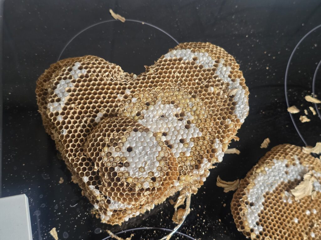 Herzförmige Wabe aus einem Nest der Gemeinen Wespe