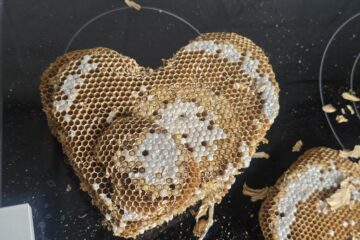 Herzförmige Wabe aus einem Nest der Gemeinen Wespe