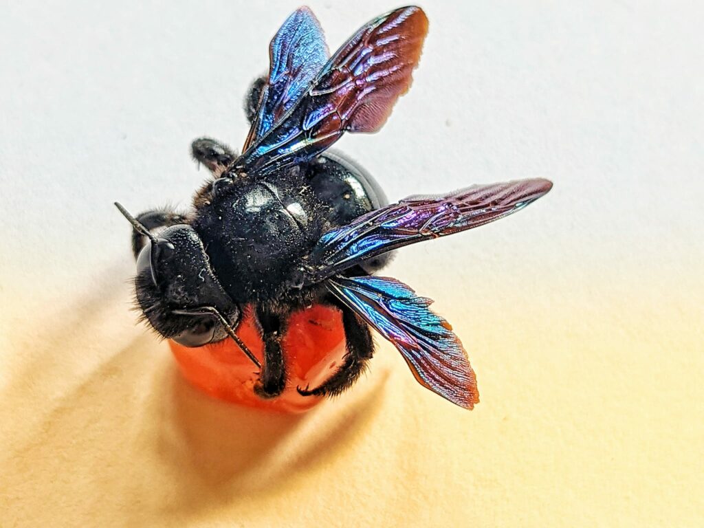 Wildbienen