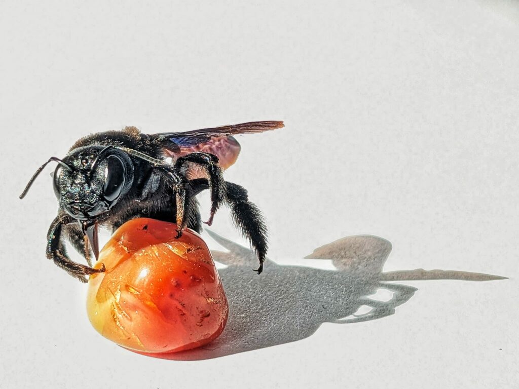 Wildbienen