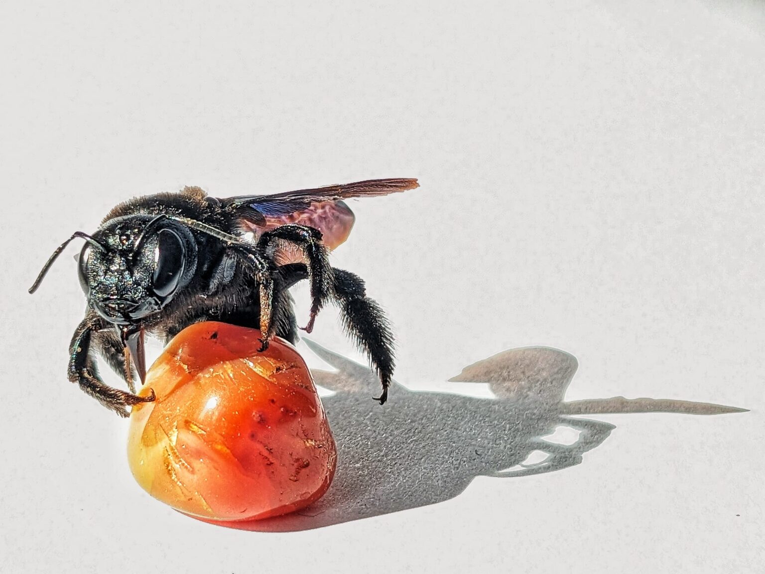 Wildbienen