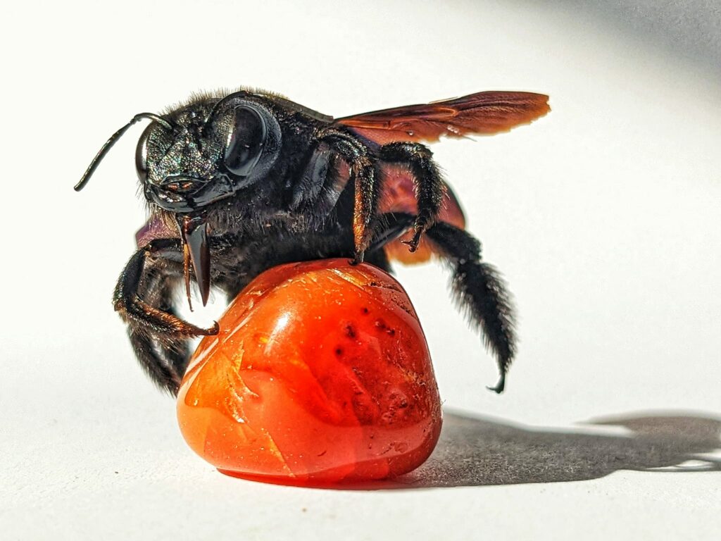 Wildbienen