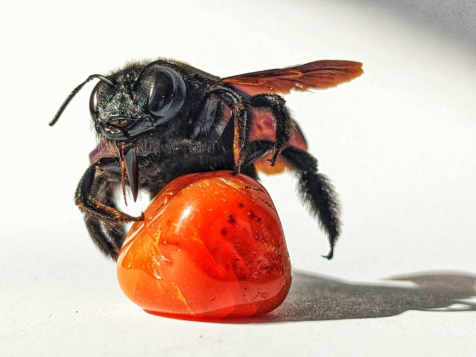 Wildbienen