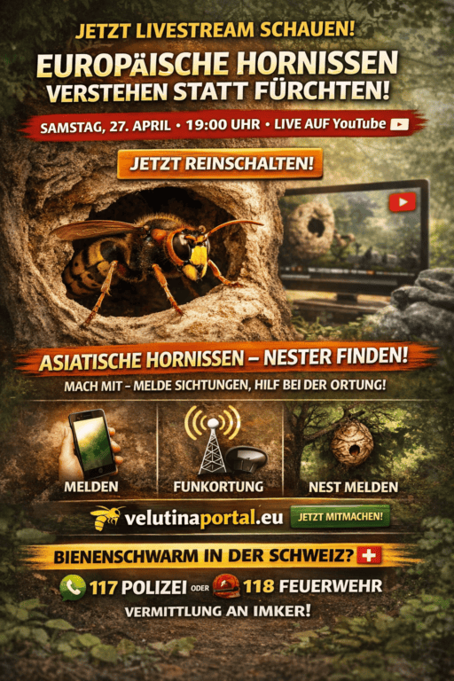 livestream