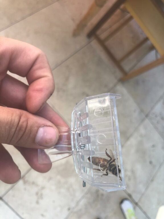 Honigbienen im Kamin