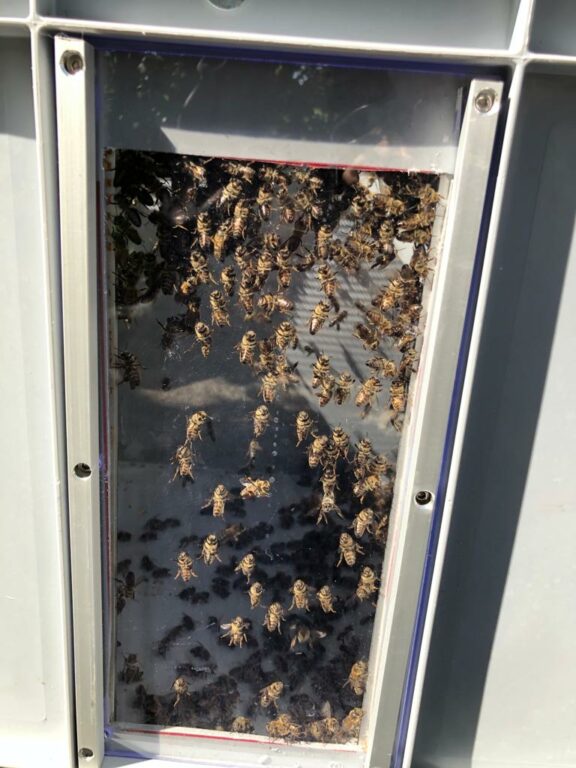 Honigbienen im Kamin