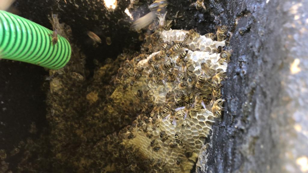Honigbienen im Kamin
