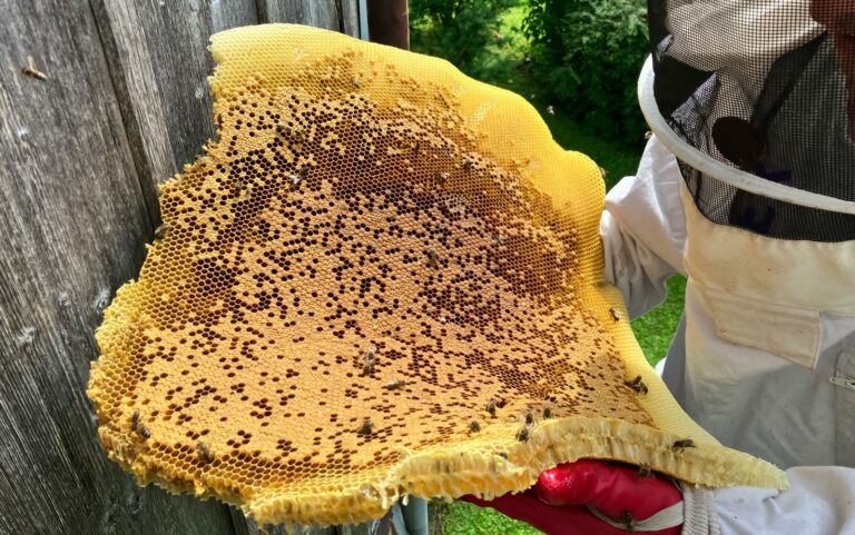 Bienen, Fall 539